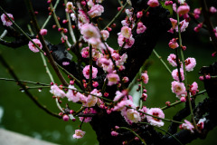 YuGarden_Blossom