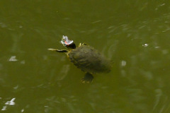 YuGarden_Turtle